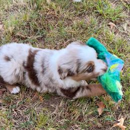 Porter - Red merle male Miniature American Shepherd puppy in Prairie Grove, Arkansas from IQ Farms