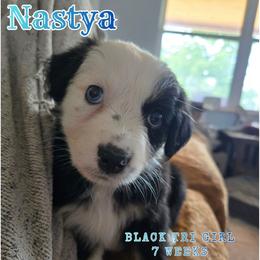 Nastya - Black tri-color female Australian Shepherd puppy in Abilene, Texas from S&K Aussies N' Rotties