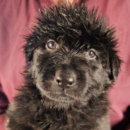 Promise (Purple) - Black female German Shepherd puppy in Columbus, Indiana from Stony Lonesome GSD