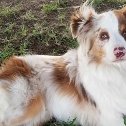 Australian Shepherds from M&J Aussies