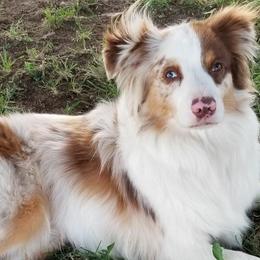 Australian Shepherds from M&J Aussies