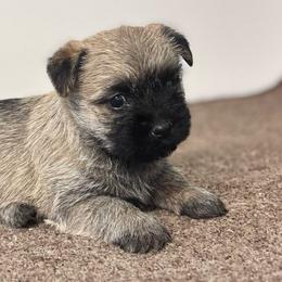 Margo - Wheaten female Cairn Terrier puppy in Mountain Grove, Missouri from CreekTop