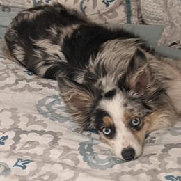 Miniature American Shepherds from Bodin Minatare American Shepards