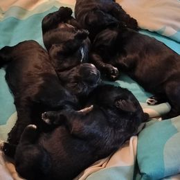Valkyrie - Black Miniature Schnauzer puppy in Templeton, California from Zion Miniature Schnauzers