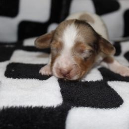 Jordan - Dapple male Dachshund puppy in La Junta, Colorado from Royal King’s Mini Dachshunds