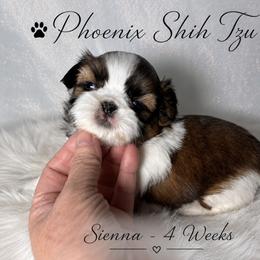 Sienna - Tricolor female Shih Tzu puppy in Hayden, Idaho from Phoenix Shih Tzu