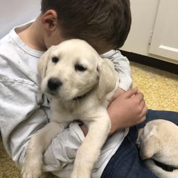 Labrador Retriever Puppies from Brazil’s Elite Labradors