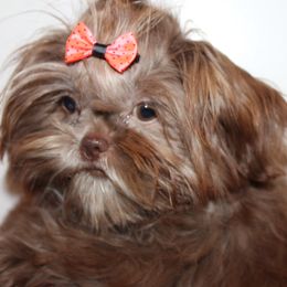 Merida - Shih Tzu