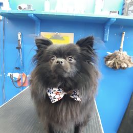 Pomeranian Puppies from Krazzy Pommys