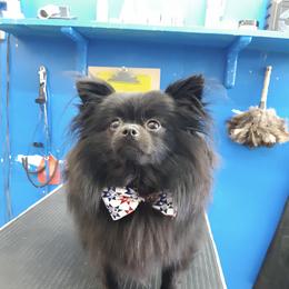 Pomeranian Puppies from Krazzy Pommys