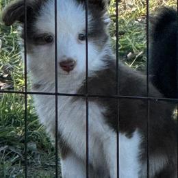 Red Tri - Red tri male Toy Australian Shepherd puppy in Stephenville, Texas from Rockin J Lil Aussies