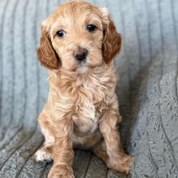 Oakley - Apricot female Goldendoodle puppy in Maricopa, Arizona from AZ Designer Goldendoodles