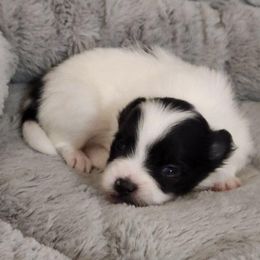 Pomeranian Puppies from Uniting Families Pomeranians