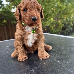 Goldendoodle Puppies from Tanya Buk