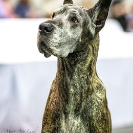 Great Danes from Nikolodeon Danes