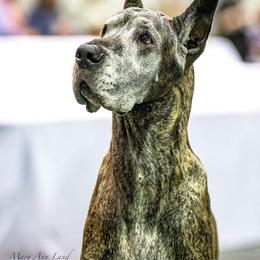 Great Danes from Nikolodeon Danes