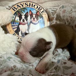 Boy 1 - Red male Boston Terrier puppy in Tampa, Florida from Bayshore Boston Terrier’s