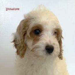 SNOWFLAKE - female Cavapoochon puppy in Fredericksburg, Ohio from Timshell Farm Specialty Crossbreed Puppies