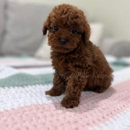 Dakota - Red  male Poodle puppy in Port Arthur, Texas from Perfect Paw Kennel