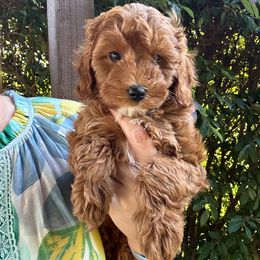 Myrtle - Red  female Goldendoodle puppy in Florence, South Carolina from Candy Doodles