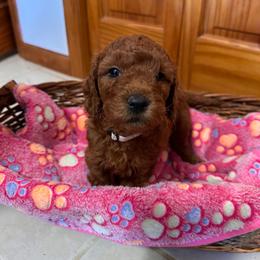 Caliste - Red  female Goldendoodle puppy in Conklin, Michigan from Lake Michigan Couture Cavapoos & Cockapoos
