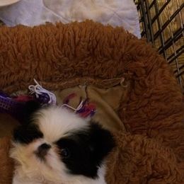Japanese Chin Puppies from Montra Japanese Chin
