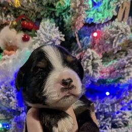 Pecan - Black & white male Toy Australian Shepherd puppy in Princeton, Louisiana from Legacy Hill Aussies