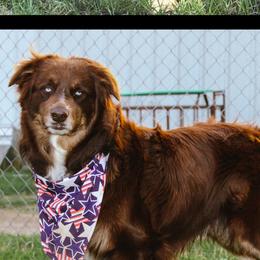 Australian Shepherds from Hudson Farm