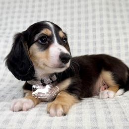Charlie, Black and Cream, Long hair, AKC - Blue and cream male Dachshund puppy in South Easton, Massachusetts from Depot Dachsies