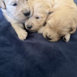 Girl pup - Light golden female Golden Retriever puppy in San Jacinto, California from Golden Retriever Puppy Bliss