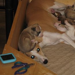 Whippet Puppies from Secoya Whippets