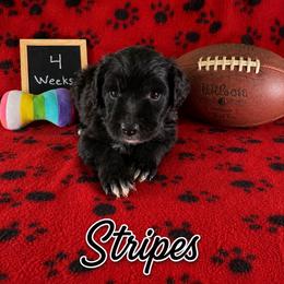 Stripes - Black and white male Sheepadoodle puppy in Glen Rose, Texas from Clevenger’s Sheepadoodle Fur Baby Farm