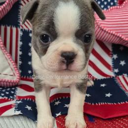 Tortellini - Blue male Boston Terrier puppy in Griffin, Georgia from Celtic Performance Bostons