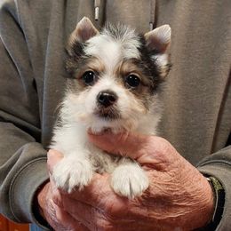 Boy 2 - Parti male Yorkshire Terrier puppy in Jamestown, Tennessee from Green Ridge