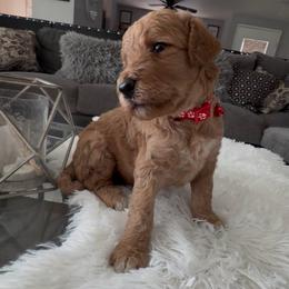 Female 3 - Apricot female Poodle puppy in Jurupa Valley, California from gucci_bentleys_goldendoodles
