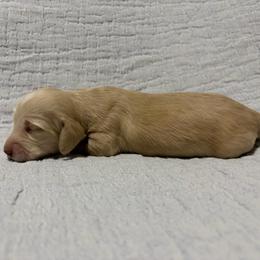 Cream Girl (no collar) - Cream female Dachshund puppy in Fontana, California from Oscar Meyer’s Weenies