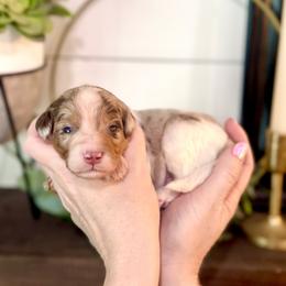 Bernedoodle Puppies from Coco Avenue Pups