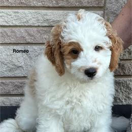 Romeo - Parti male Goldendoodle puppy in Danville, Virginia from Stella’s Stunning Goldendoodles of VA