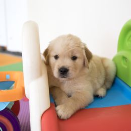 Golden Retriever Puppies from Honeysweet Goldens