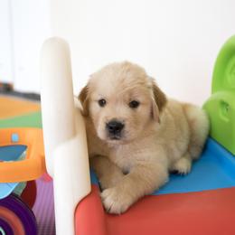 Golden Retriever Puppies from Honeysweet Goldens