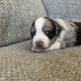 Lottie - Red merle female Miniature American Shepherd puppy in Colorado Springs, Colorado from Valkyrie Adventures