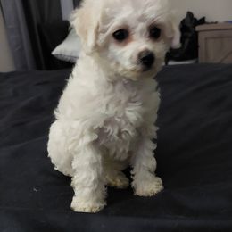 Bichon Frise puppies from JMs Bichons