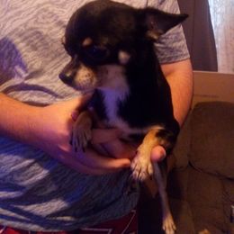 Bastion - Chihuahua