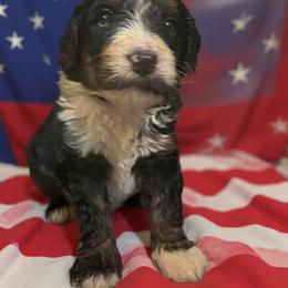 Bernedoodle Puppies from Goldhaly Peach Doodles
