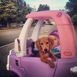 Dachshund Puppies from Dream Dachshunds