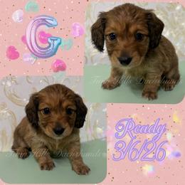 Cinderella - Cream female Dachshund puppy in Jonesboro, Illinois from Twin Hills Dachshunds