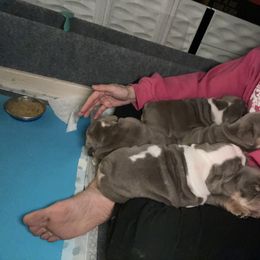 Bulldog Puppies from Bougie Bullies & Birds LLC