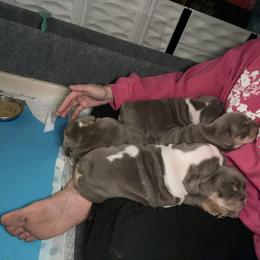 Bulldog Puppies from Bougie Bullies & Birds LLC