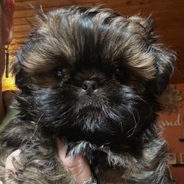 Sweet Potato - Red female Shih Tzu puppy in Nekoosa, Wisconsin from Brox Acres House of Fur LLC