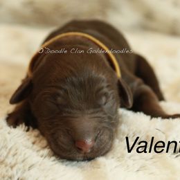 Goldendoodle Puppies from O’Doodle Clan Goldendoodles